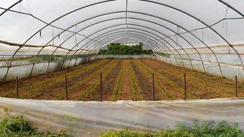 低成本高回報(bào) 農(nóng)作物種子經(jīng)營(yíng)，年賺六萬(wàn)不是夢(mèng)