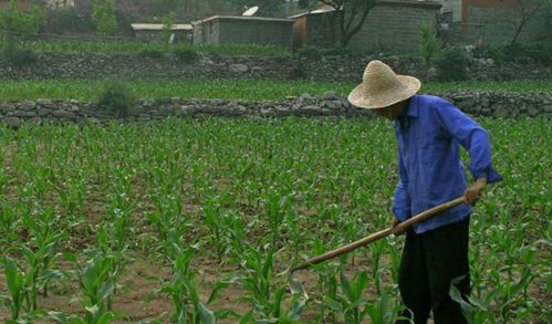 河北三權分置土地改革新動向 農民有望成為集體資產股東，助力農作物種子經營發展