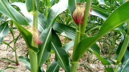 買(mǎi)玉米種子別犯難，掌握這幾招輕松選對(duì)好種